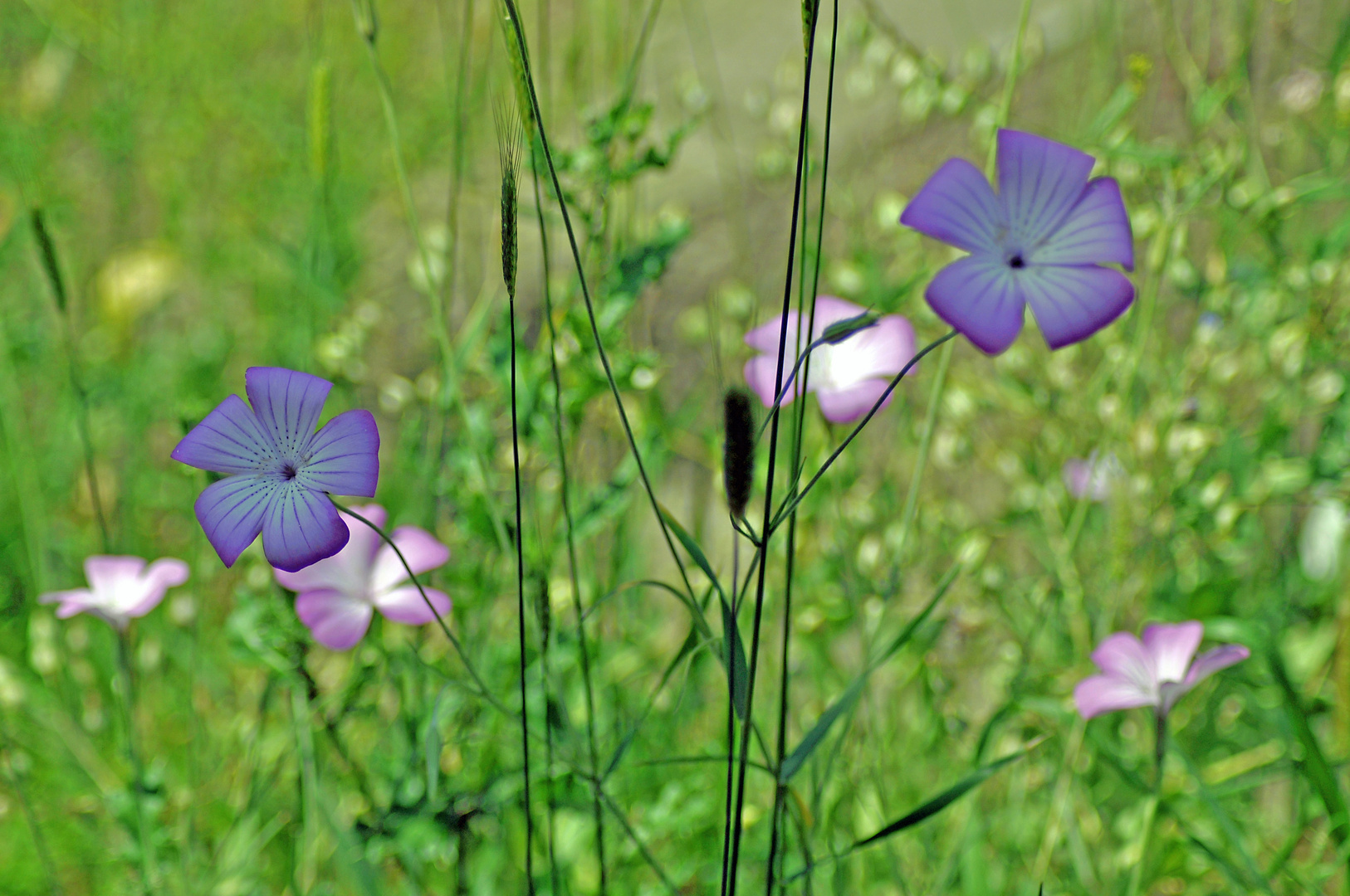 Im Alten Botanischen Garten Göttingen