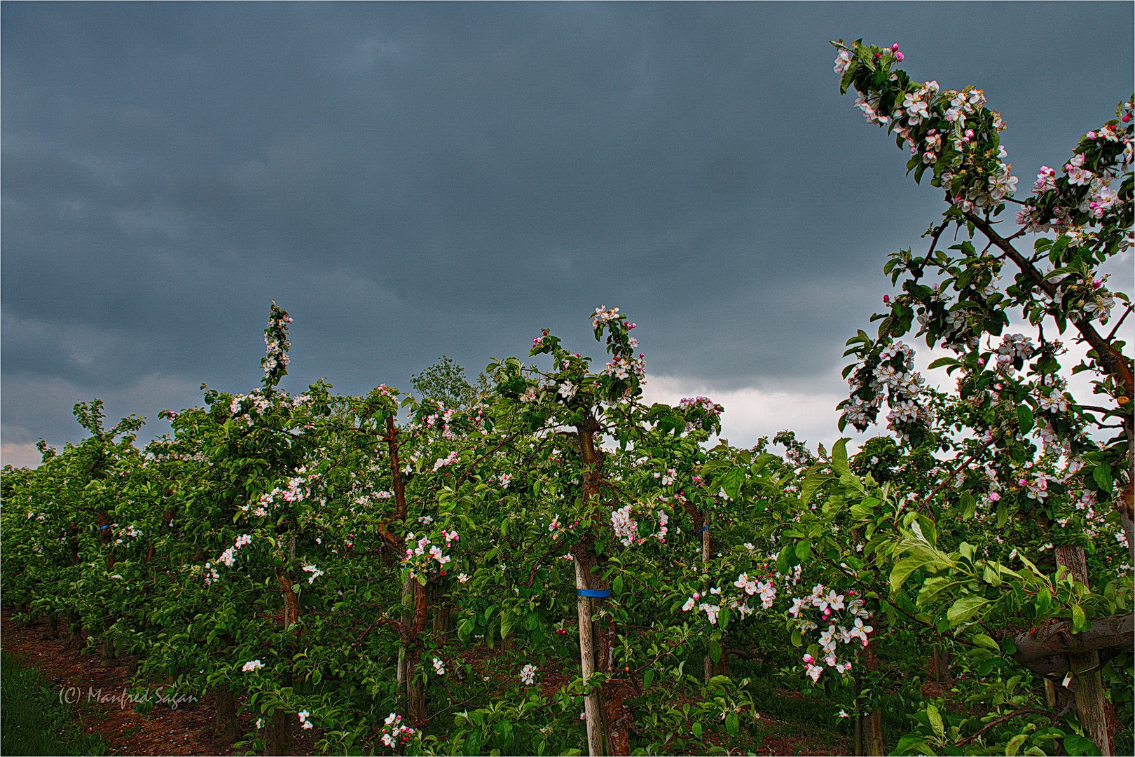 Im Alten Land bei Hamburg z. Z. der Obstblüte... 