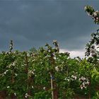 Im Alten Land bei Hamburg z. Z. der Obstblüte... 