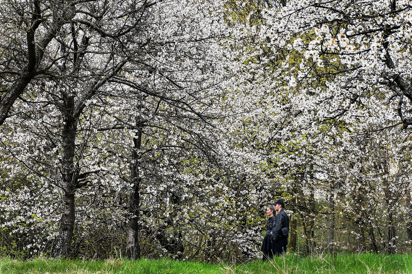 Im alten Obstgarten