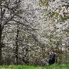 Im alten Obstgarten