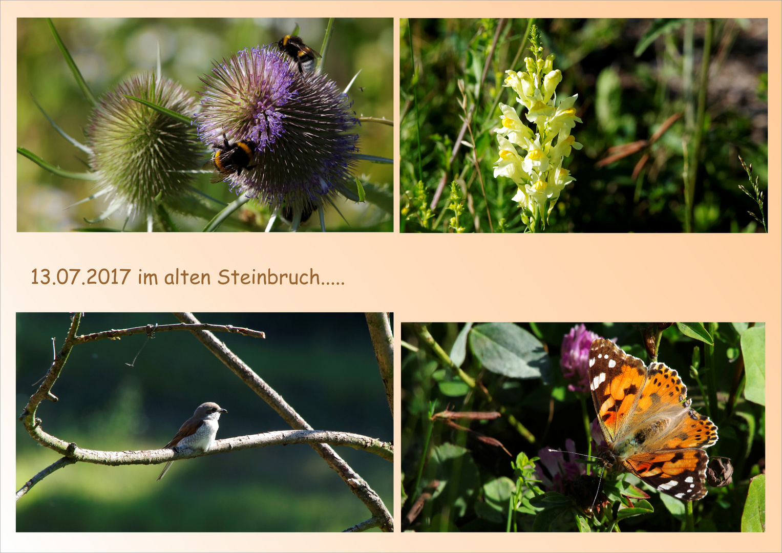 im alten Steinbruch - Blüten,Insekten,Vögel,