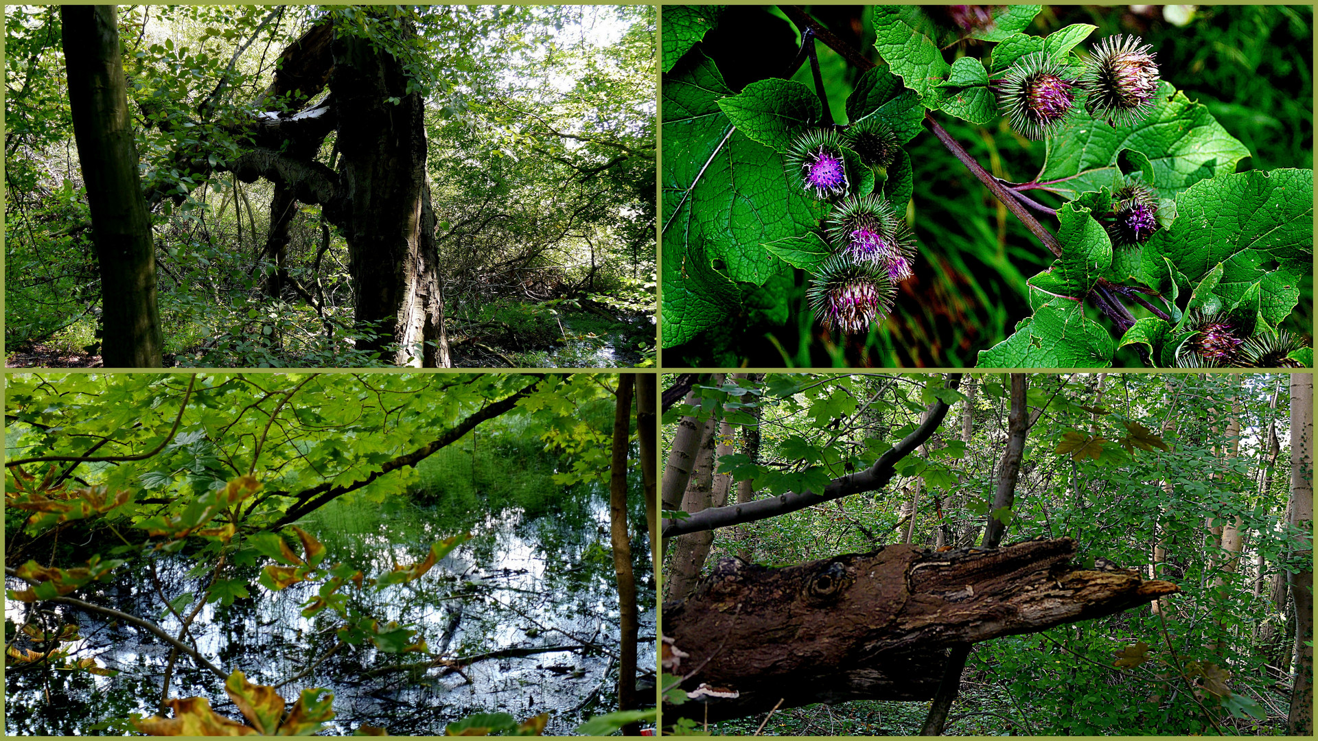 Im alten, "wildromantischen"  Aprather Schloßpark.