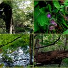 Im alten, "wildromantischen"  Aprather Schloßpark.