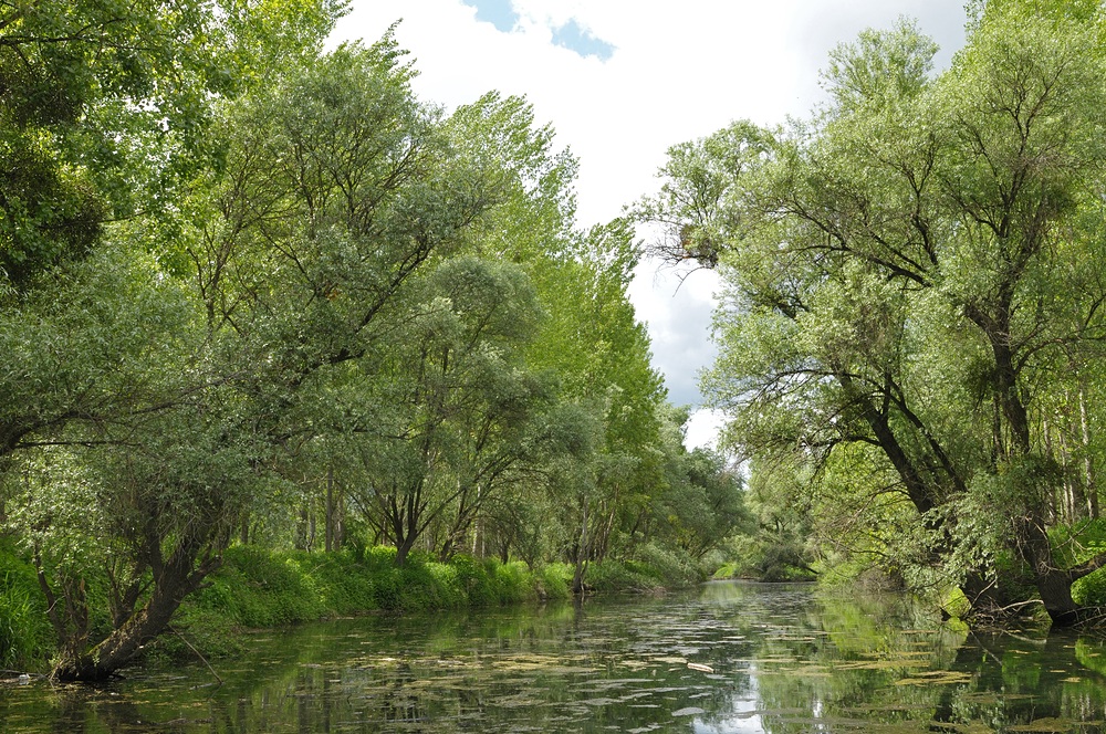 Im Altrheinparadies von Au: Grüne Ruhe 01