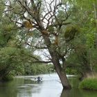 Im Altrheinparadies von Au: Rheinpaddler