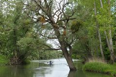 Im Altrheinparadies von Au: Rheinpaddler