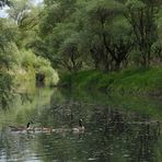 Im Altrheinparadies von Au: Ruhe für die Kanadagans – Familie