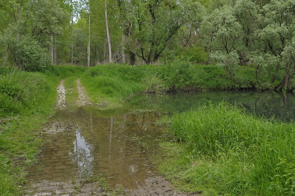 Im Altrheinparadies von Au: Wasser Marsch