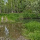 Im Altrheinparadies von Au: Wasser Marsch