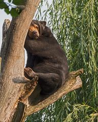 Im Alweiiterzoo Münster 1