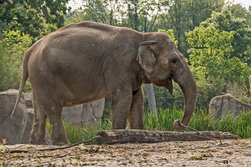 Im Alweiiterzoo Münster 2