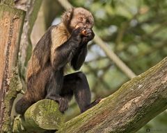 Im Alweiiterzoo Münster 3