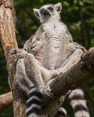 Im Alweiiterzoo Münster 5