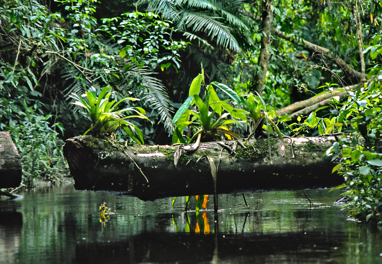 Im Amazonas-Dschungel 01
