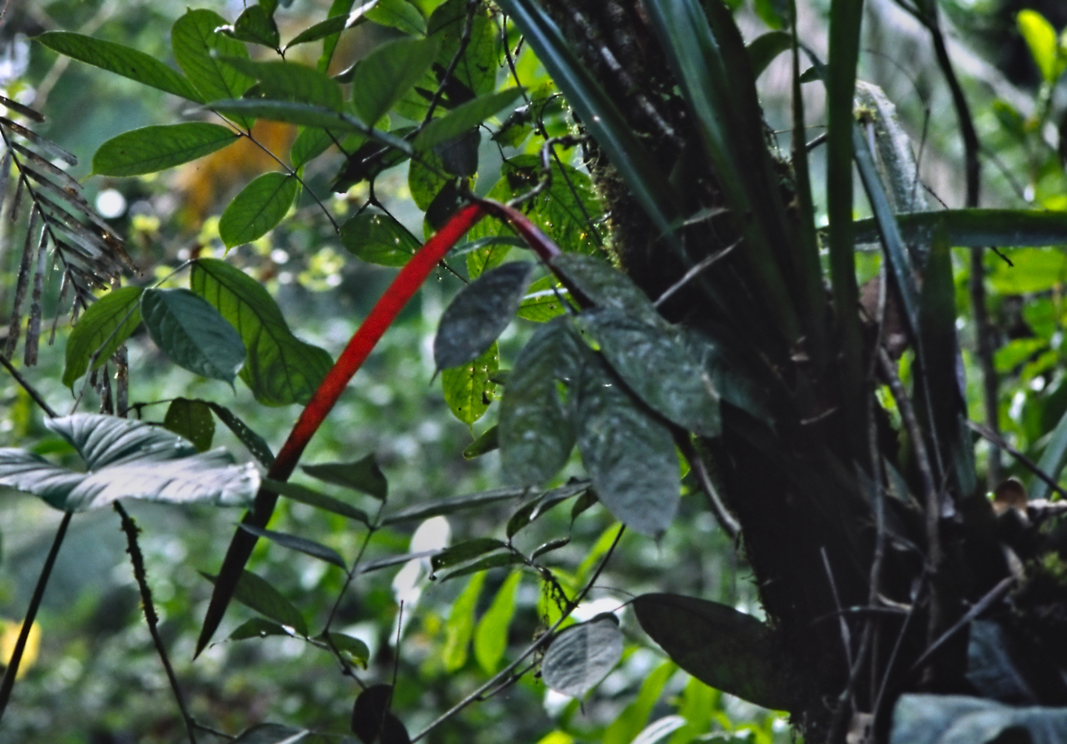 Im Amazonas-Dschungel 02