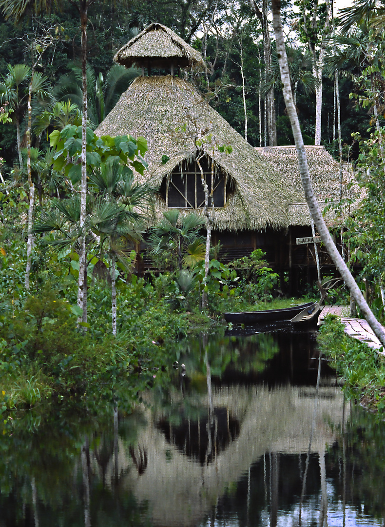 Im Amazonas-Dschungel 03