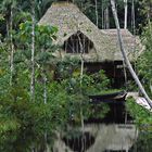 Im Amazonas-Dschungel 03