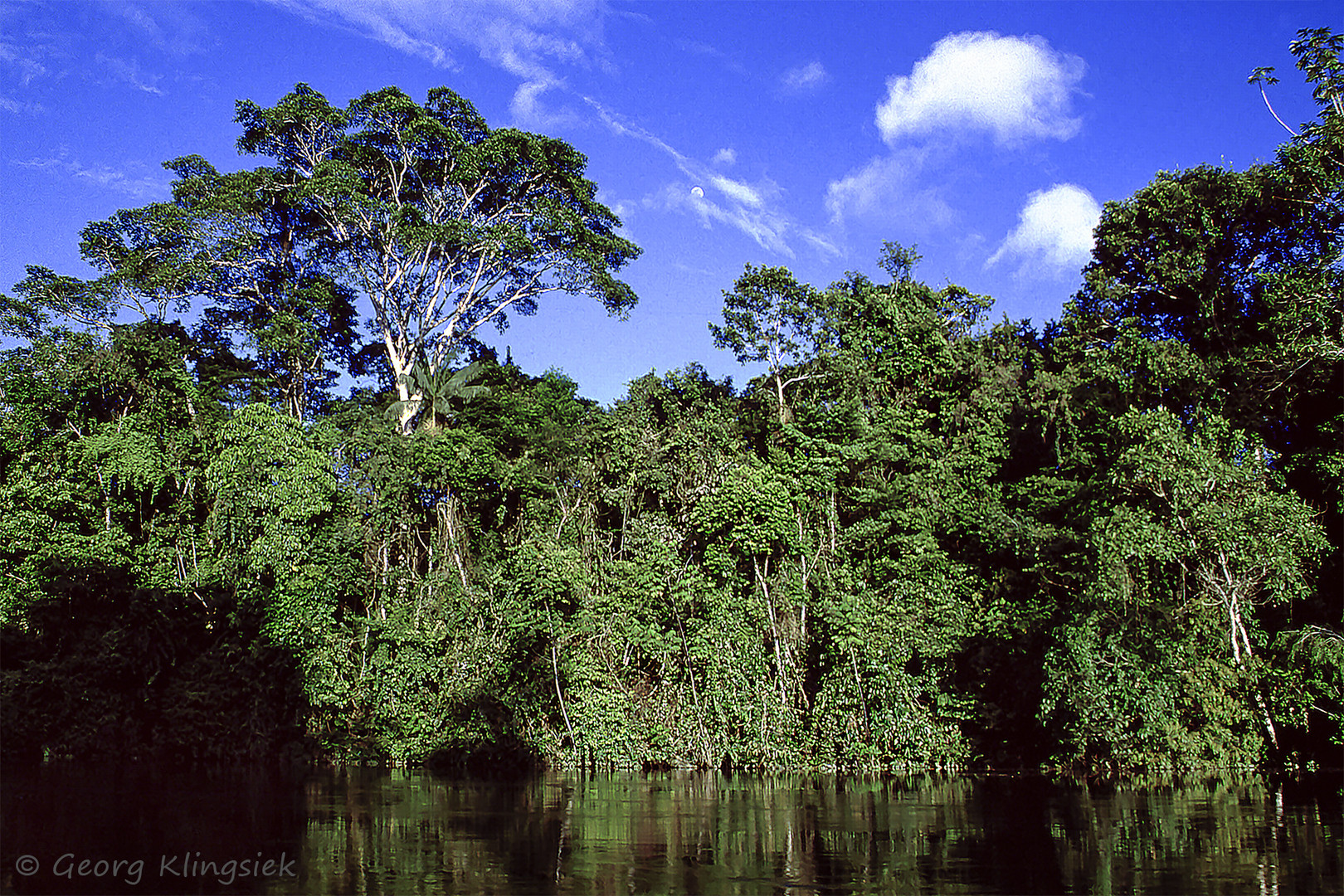 Im Amazonas-Regenwald … 