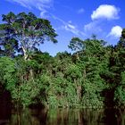 Im Amazonas-Regenwald … 