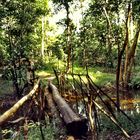 Im Amazonas Regenwald...