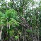 Im Amazonasregenwald