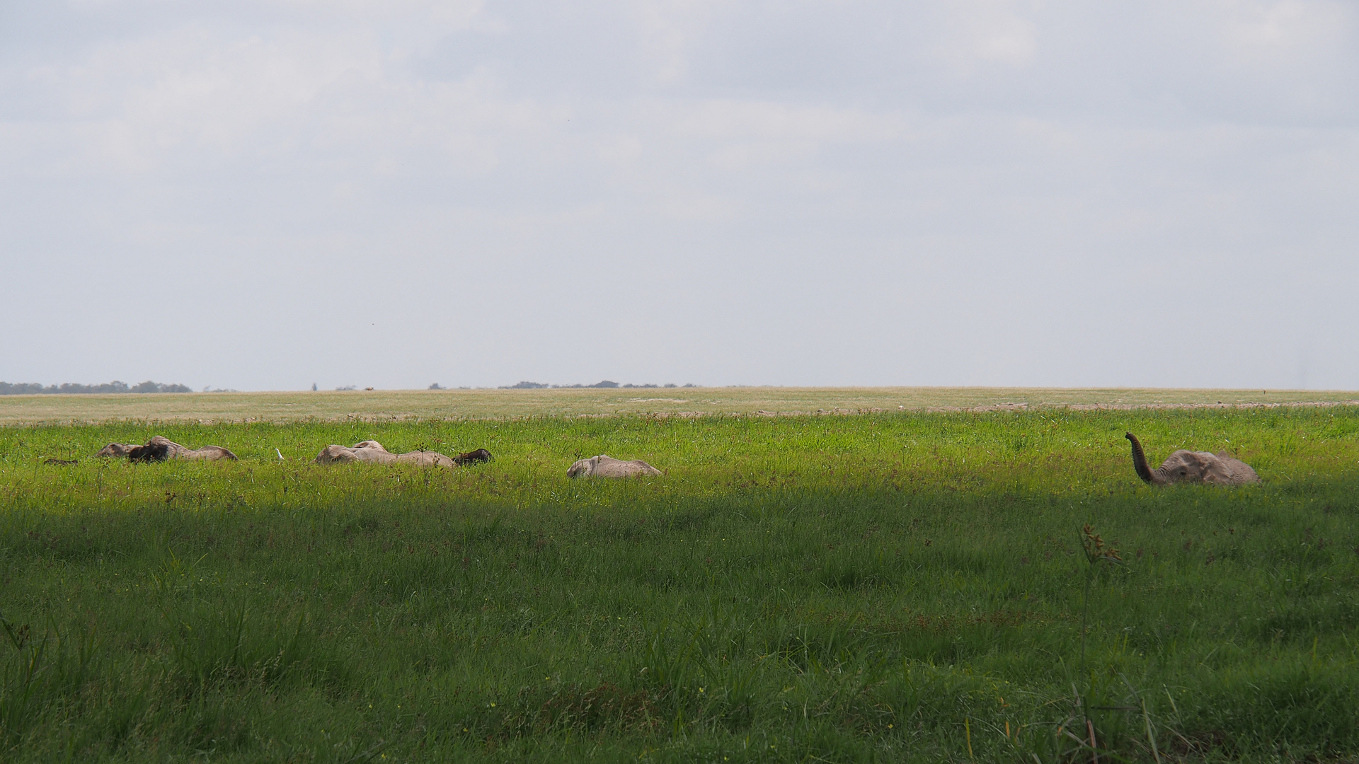Im Amboseli National Park