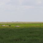 Im Amboseli National Park