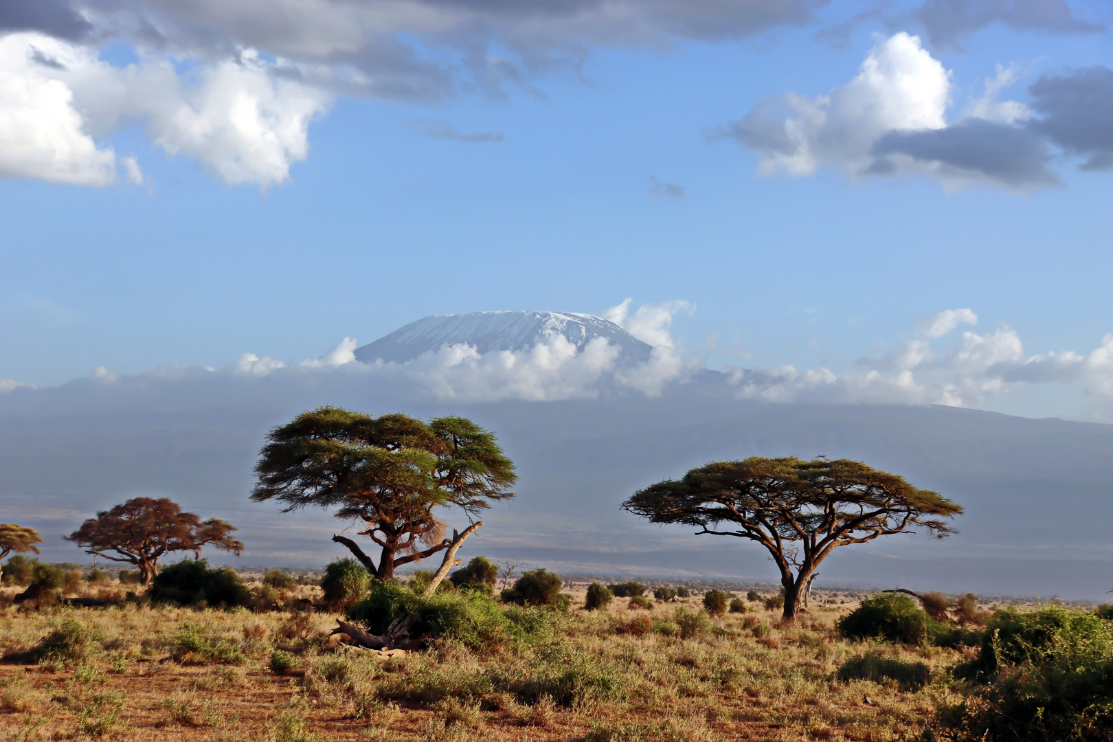 Im Amboseli NP Nr.1