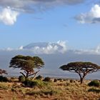 Im Amboseli NP Nr.1