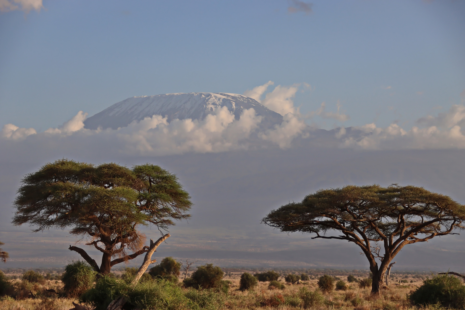 Im Amboseli NP Nr.2