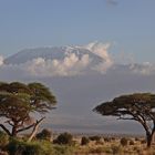 Im Amboseli NP Nr.2