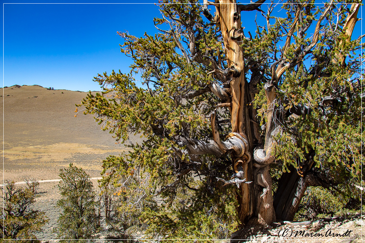 Im Ancient Bristlecone Pine Forrest