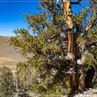 Im Ancient Bristlecone Pine Forrest