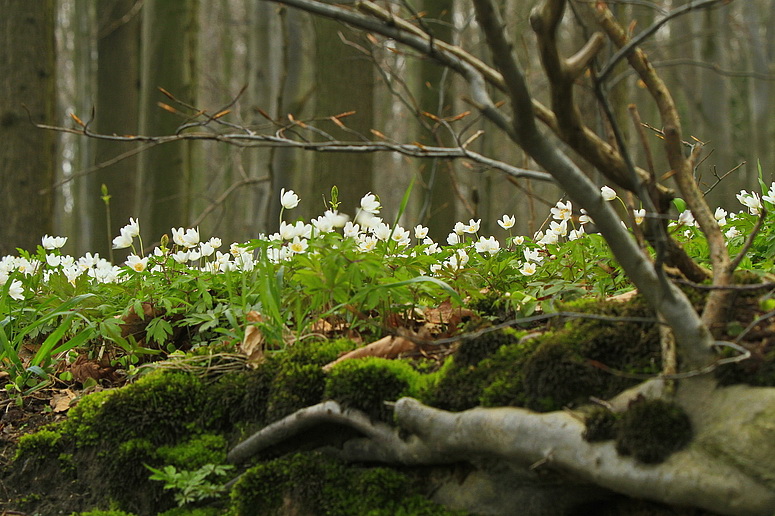 im Anemonenwald ...