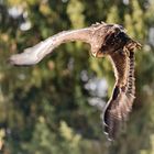 Im Anflug, 16.02.2018, Greifvogelstation Hellenthal