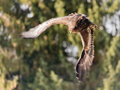 Im Anflug, 16.02.2018, Greifvogelstation Hellenthal