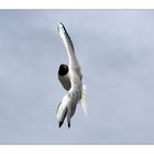 Im Anflug