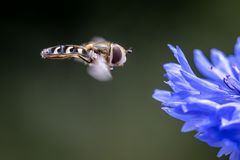 Im Anflug