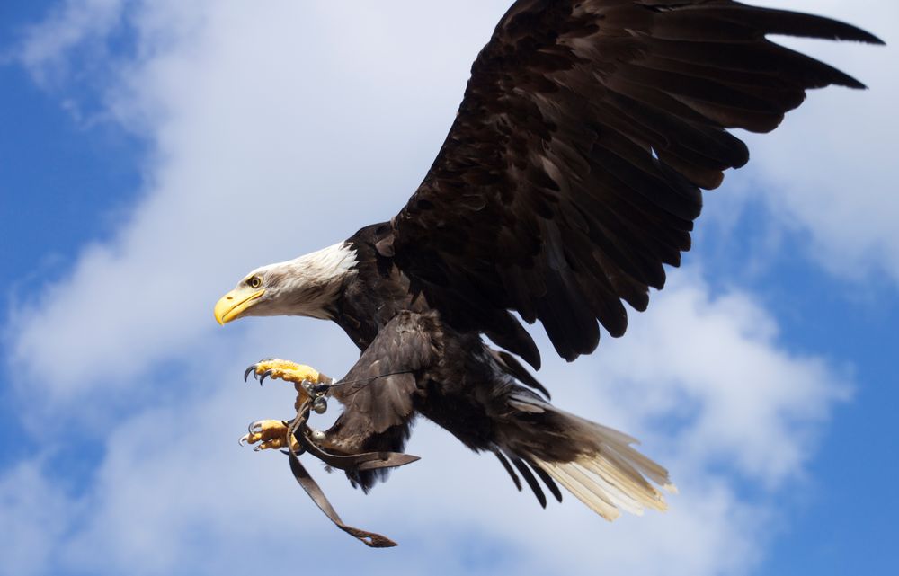 Im Anflug von Andreas Schiefer