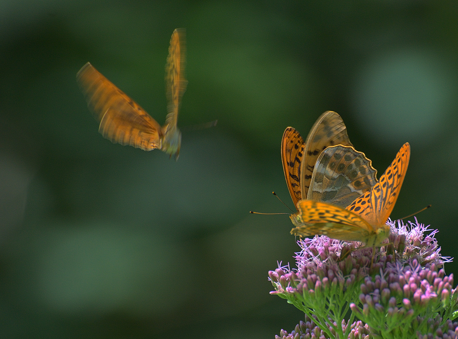 Anflug Anflug