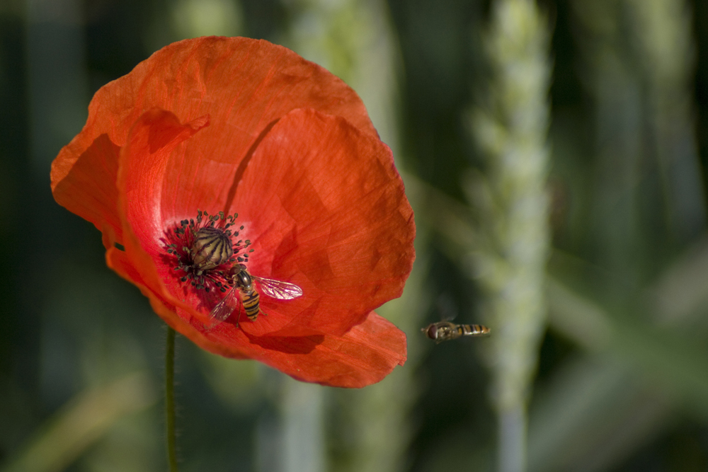 Im Anflug an eine Mohnblüte