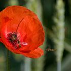 Im Anflug an eine Mohnblüte