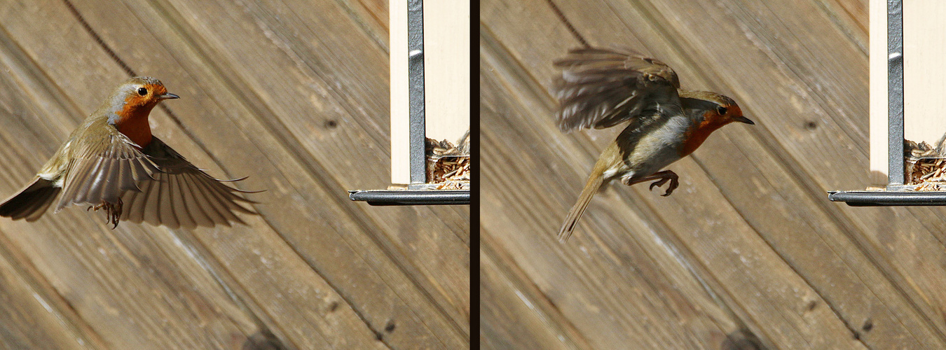 im Anflug auf das Futterhaus