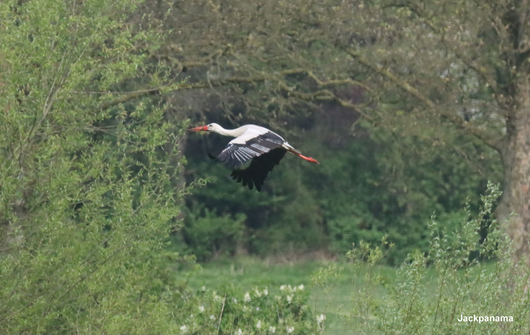 Im Anflug auf das Nest