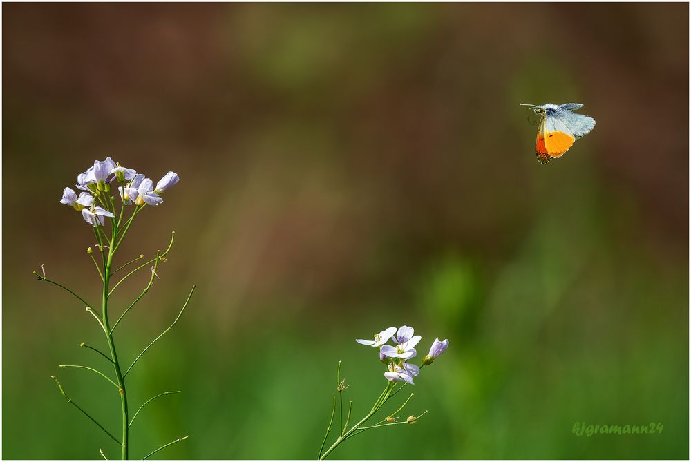 im anflug auf das wiesenschaumkraut  ...