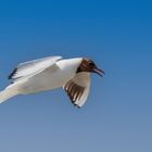 Im Anflug auf dem Brutplatz am Eidersperrwerk.