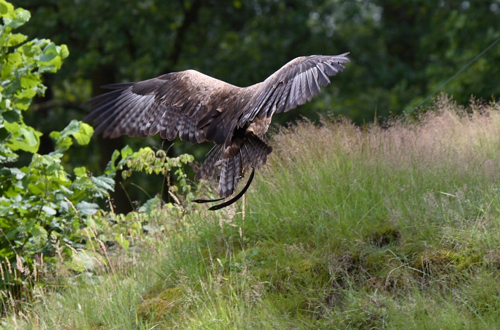 Im Anflug auf den Falkner