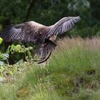 Im Anflug auf den Falkner