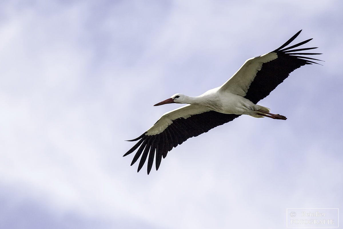 Im Anflug auf den Horst